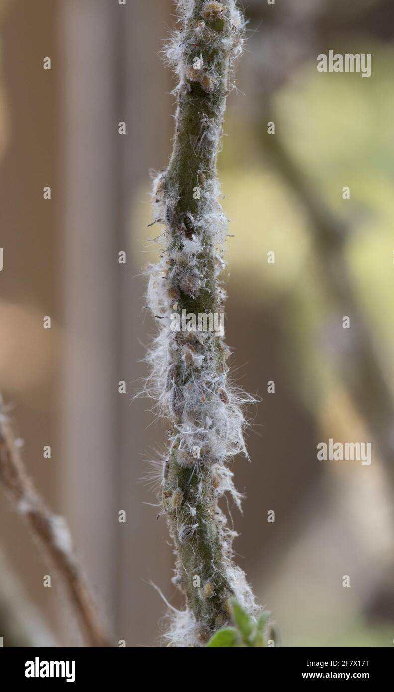 Close up of a section of a tomato plant stem showing heavy mealy bug infestation Stock Photo