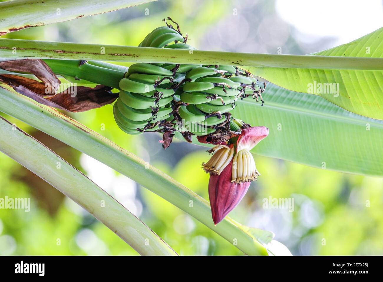 banana tree plant Stock Photo - Alamy