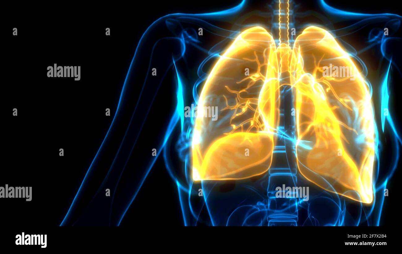 yellow human lungs on xray view, cg medicine 3d illustration Stock Photo Alamy