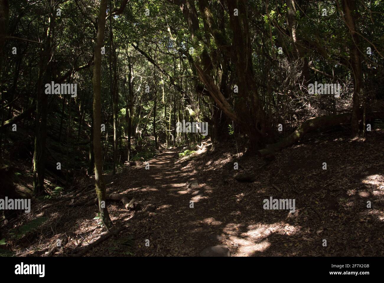 A subtropical laurel forest covers the heights of La Gomera and