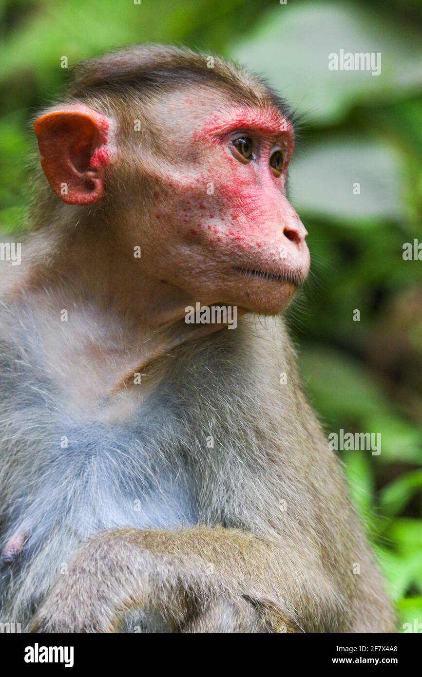 Jungle monkey cartoon hi-res stock photography and images - Alamy