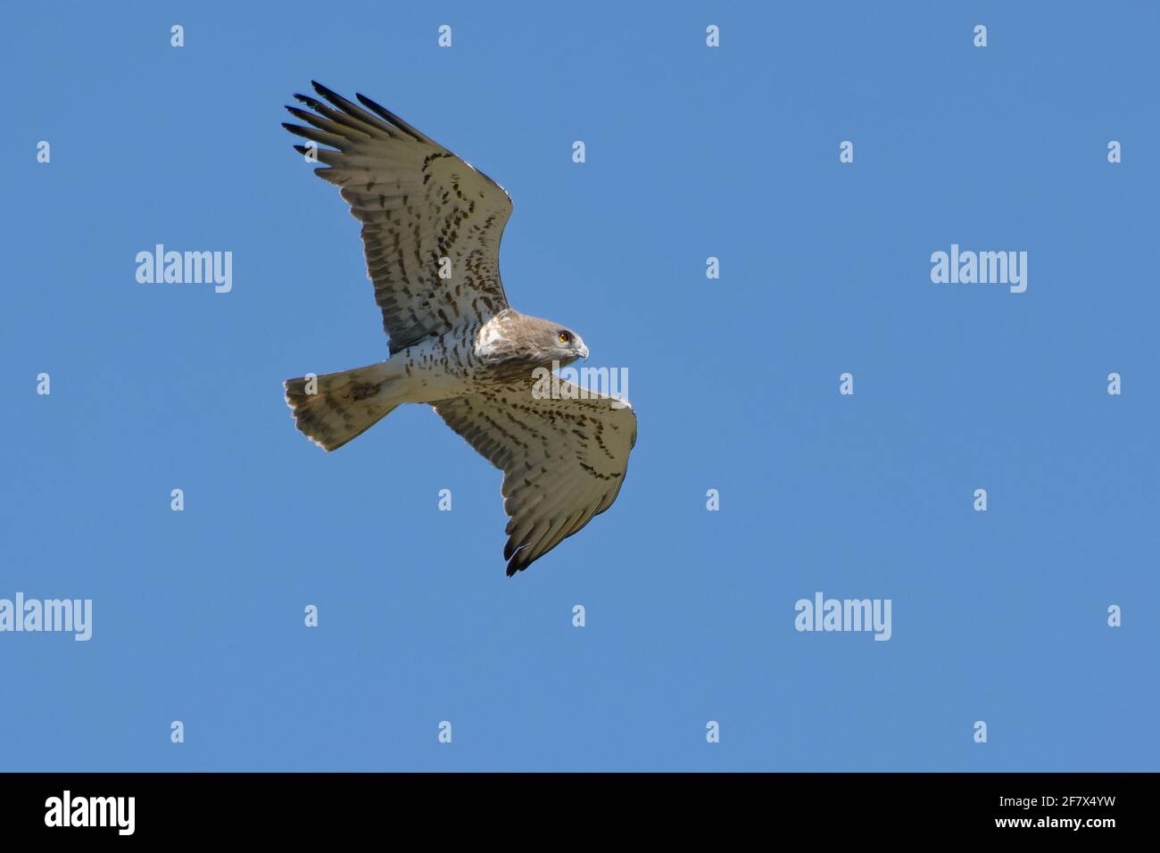 Short-toed Snake Eagle (Circaetus gallicus) Stock Photo