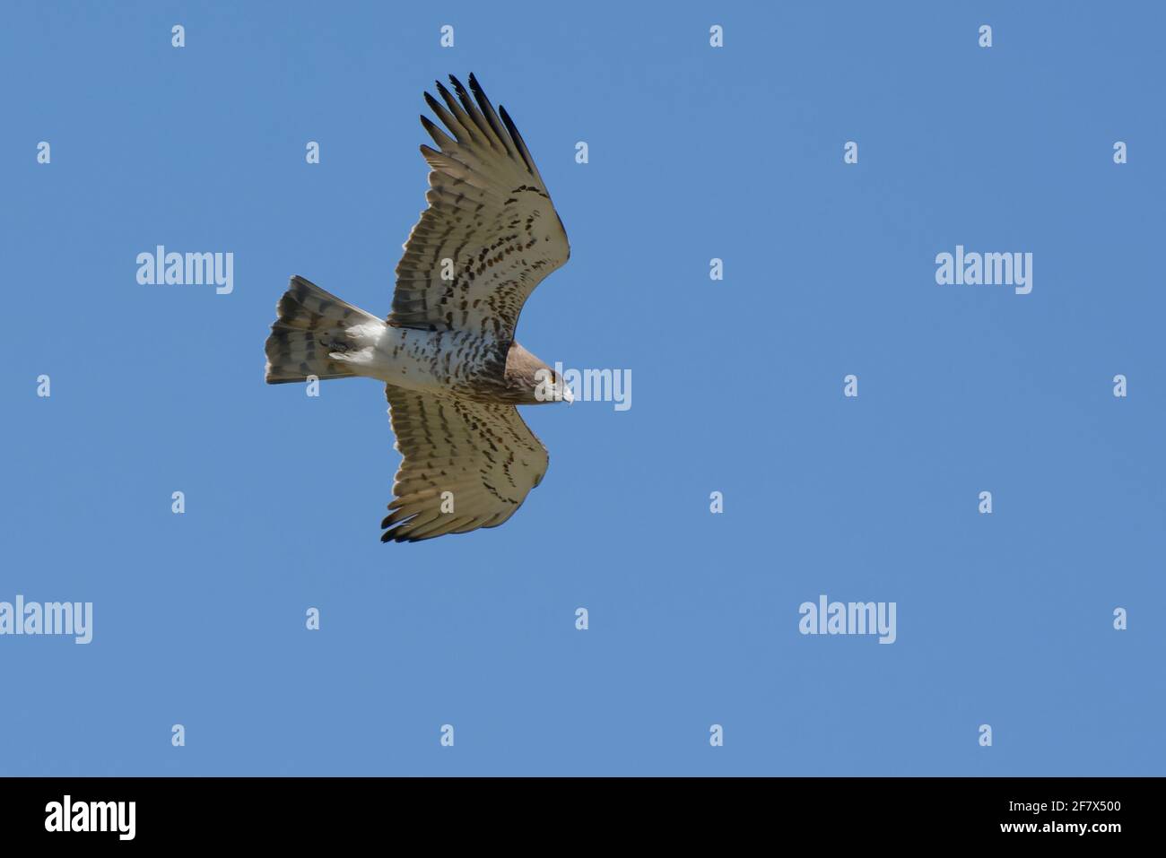 Short-toed Snake Eagle (Circaetus gallicus) Stock Photo