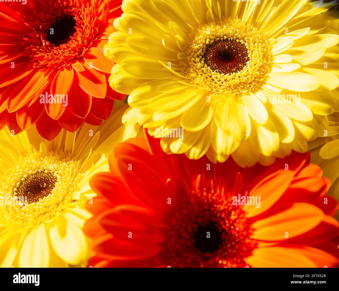 yellow and red flowers, red and yellow gerber, red and yellow flowers