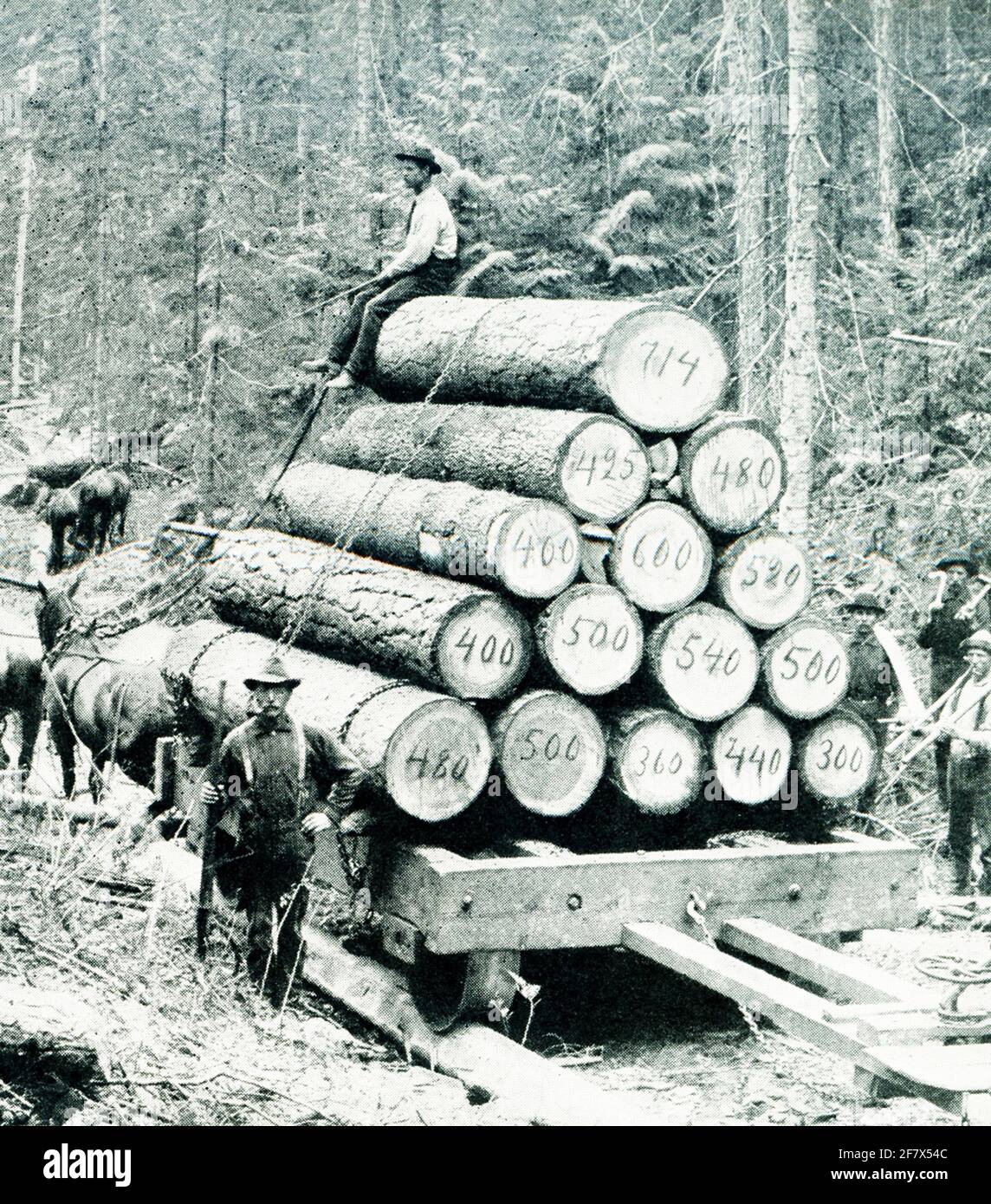 This 1903 photo shows transporting logs in Idaho. Stock Photo