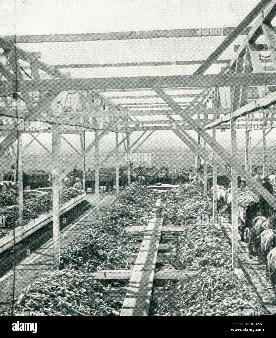 This 1903 photograph shows inside a beet sugar factory. Stock Photo