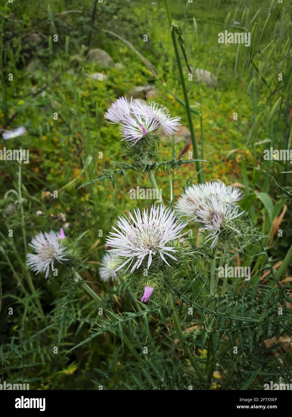 Flowering galactites tomentosa moench boar thistle plants in nature Stock Photo