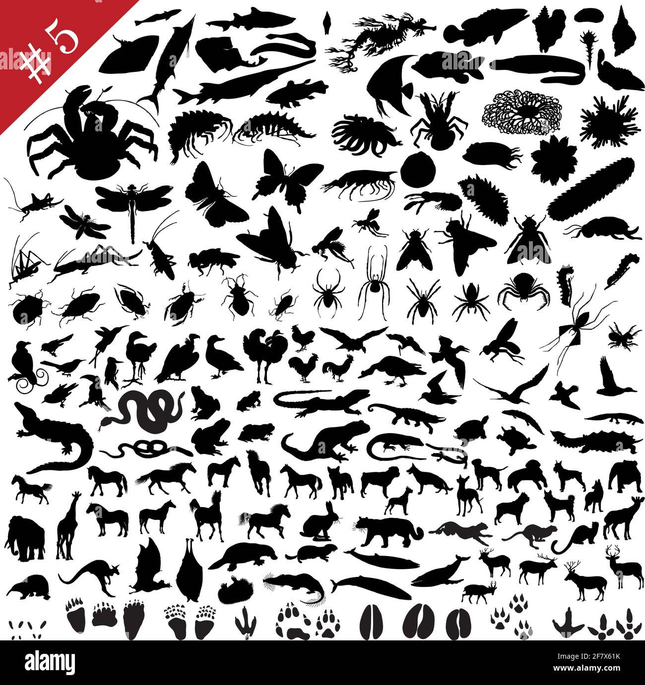 # 5 set of different animals, birds, insects and fishes vector ...