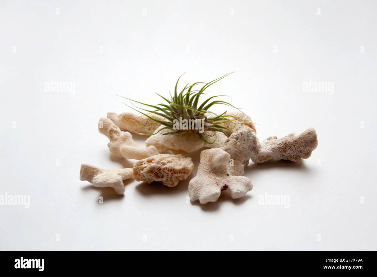 Tillandsia air plant with the sea corals isolated on white background Stock Photo