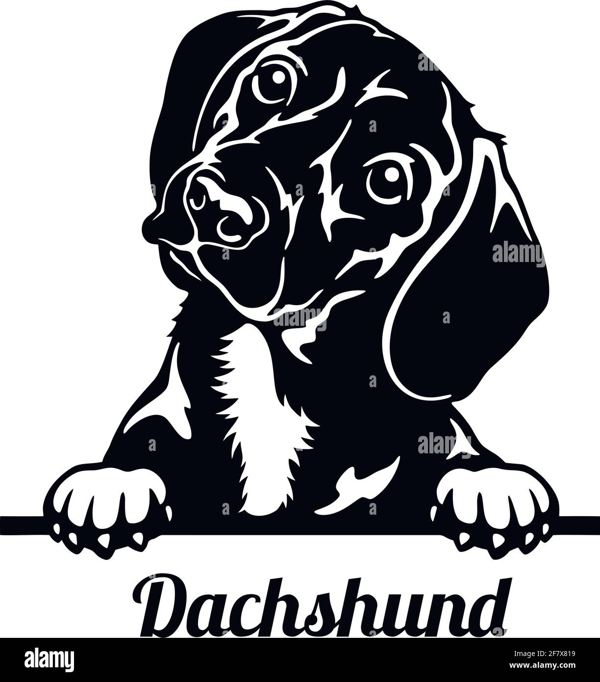Dachshund Peeking Dog - head isolated on white Stock Vector
