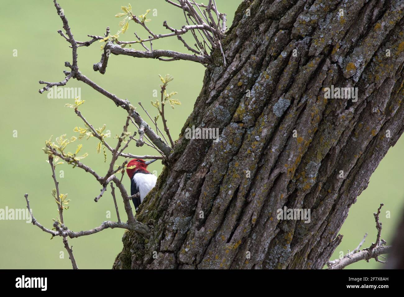 A rare red-headed woodpecker (Melanerpes erythrocephalus) searches for