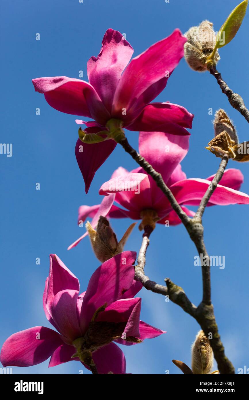 Magnolia burgundy star hi-res stock photography and images - Alamy