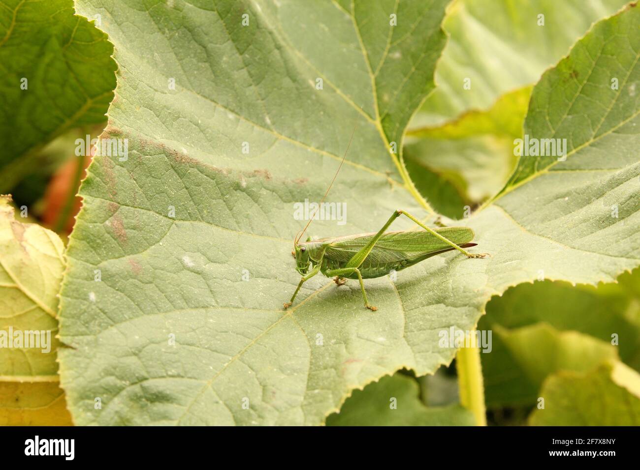 a grasshopper sits at a green leaf of a pumpkin plant in the vegetable garden closeup in summer Stock Photo