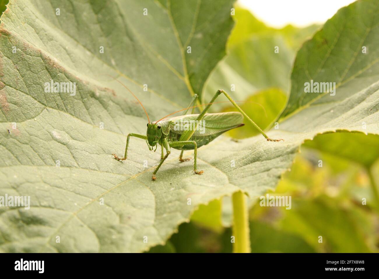 a grasshopper sits at a green leaf of a pumpkin plant in the vegetable garden closeup in summer Stock Photo