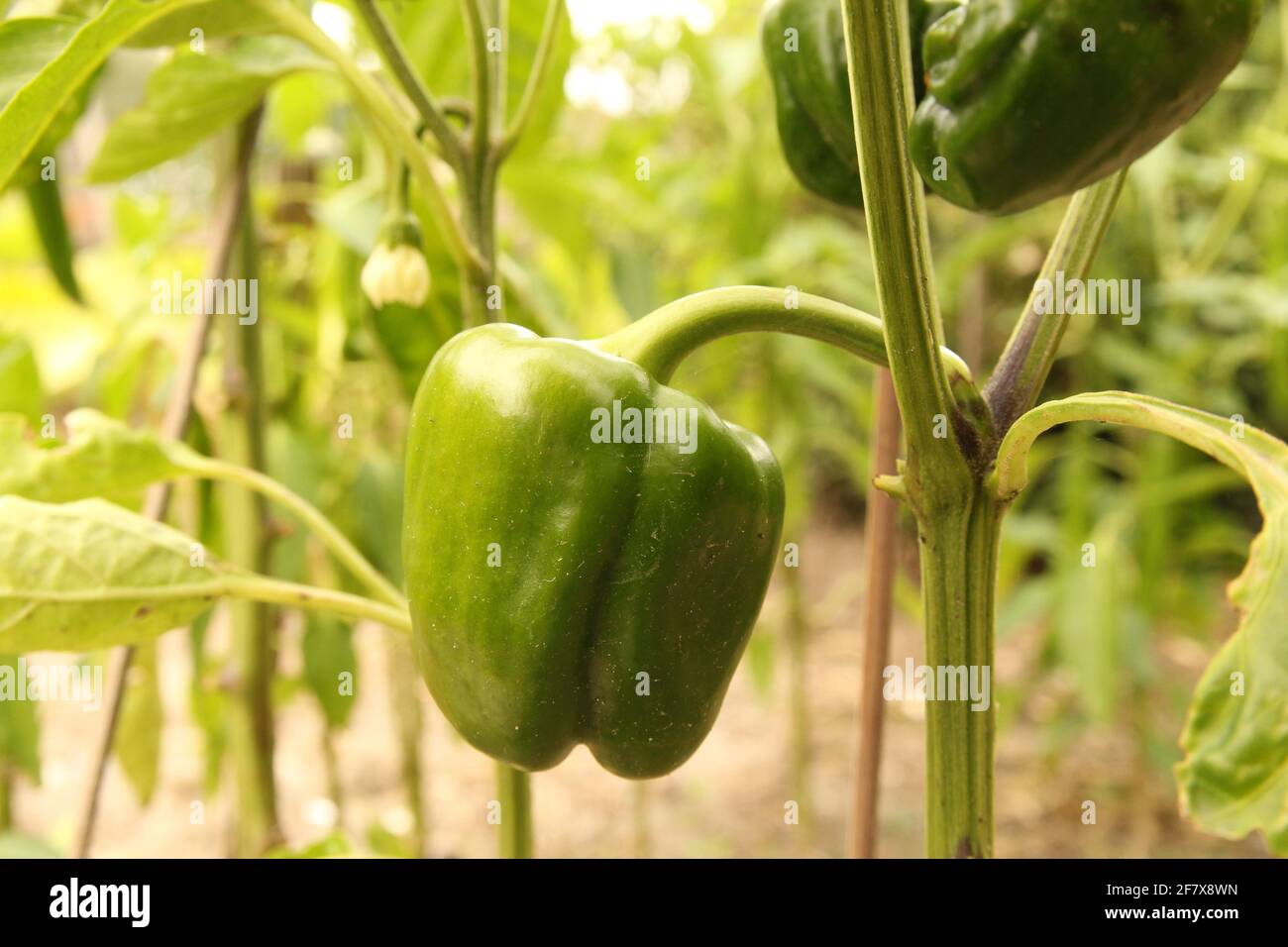 Paprika garden hires stock photography and images Alamy