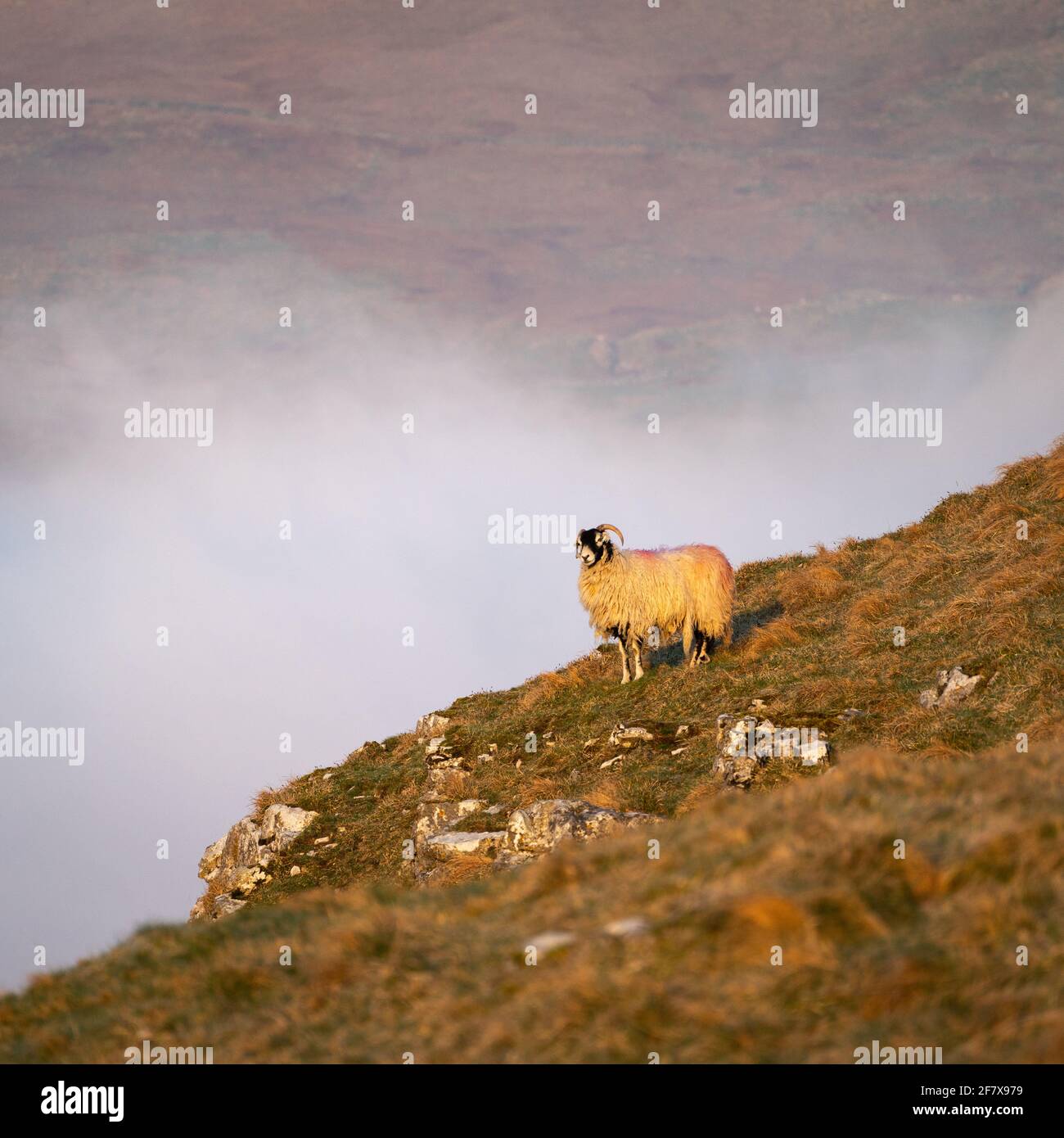 A lonely sheep stands on the edge of a cliff above a temperature inversion in The Yorkshire Dales National Park near Malham. Stock Photo