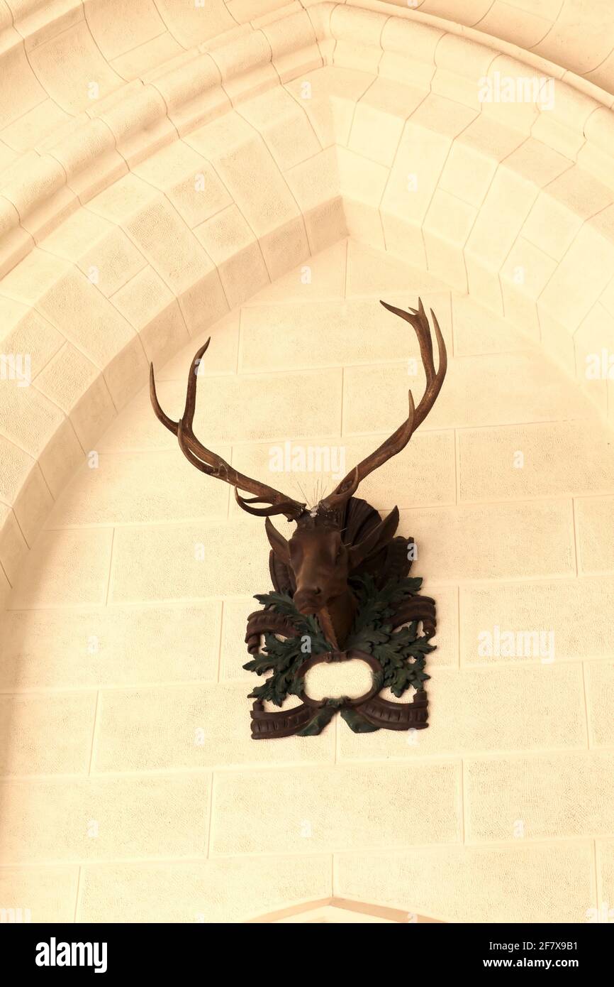Deer head on the wall of a palace Stock Photo Alamy