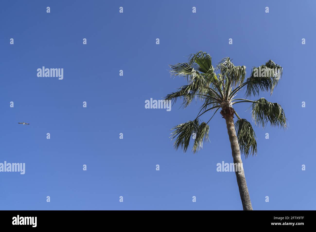 Low angle shot of a palm tree under a clear blue sky outdoors Stock ...