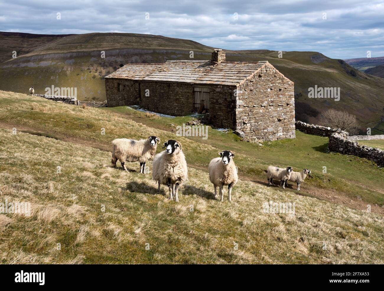 Swaledale breed sheep grazing above the village of Muker in Swaledale, Yorkshire Dales National Park, UK Stock Photo