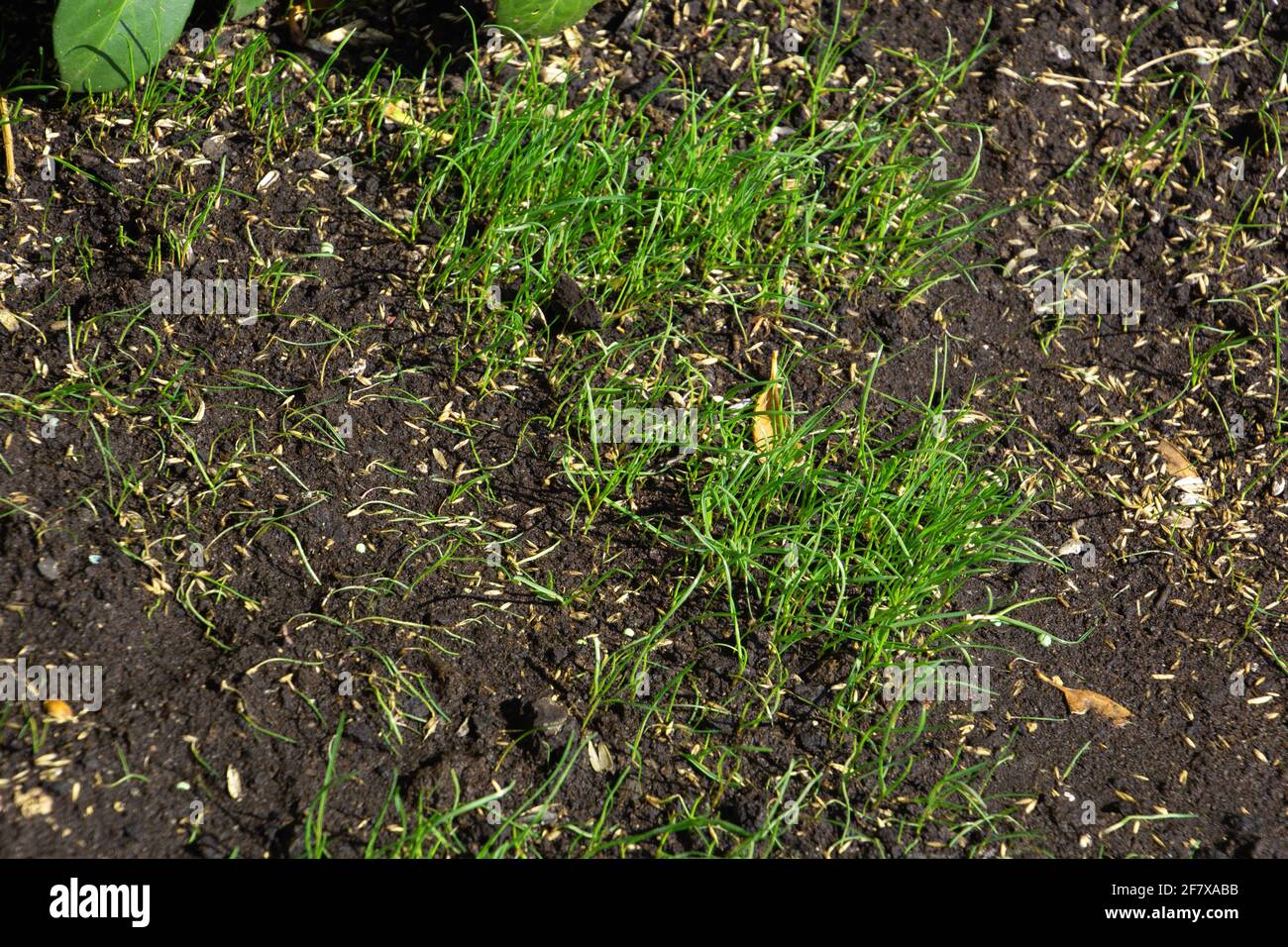 Ornamental gras garden hires stock photography and images Alamy