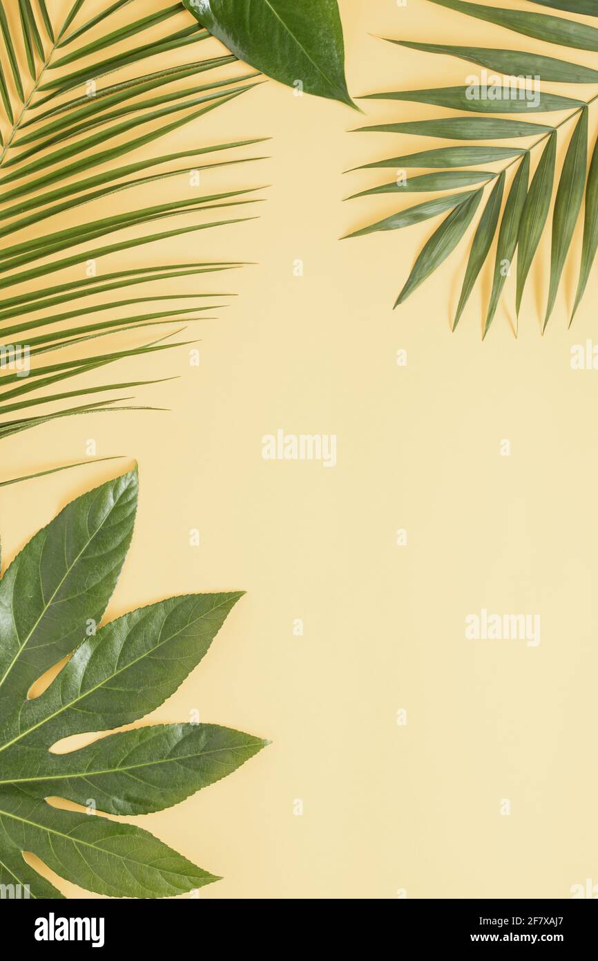 Vertical shot of a plain orange pastel background bordered with tropical  leaves Stock Photo - Alamy