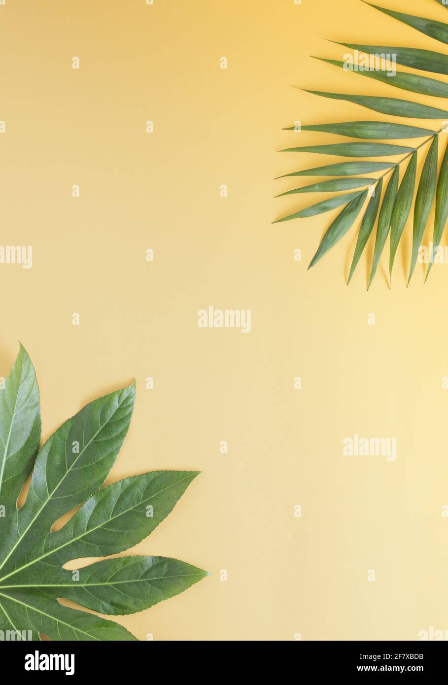 Vertical shot of a plain orange pastel background bordered with tropical  leaves Stock Photo - Alamy