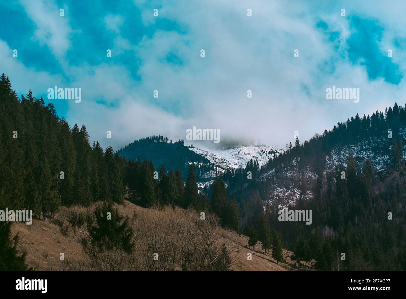 Beautiful view of forests and mountains covered with snow Stock Photo ...