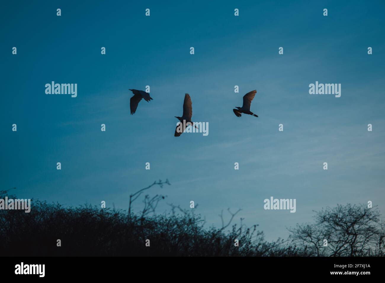 Beautiful shot flying birds hi-res stock photography and images - Alamy