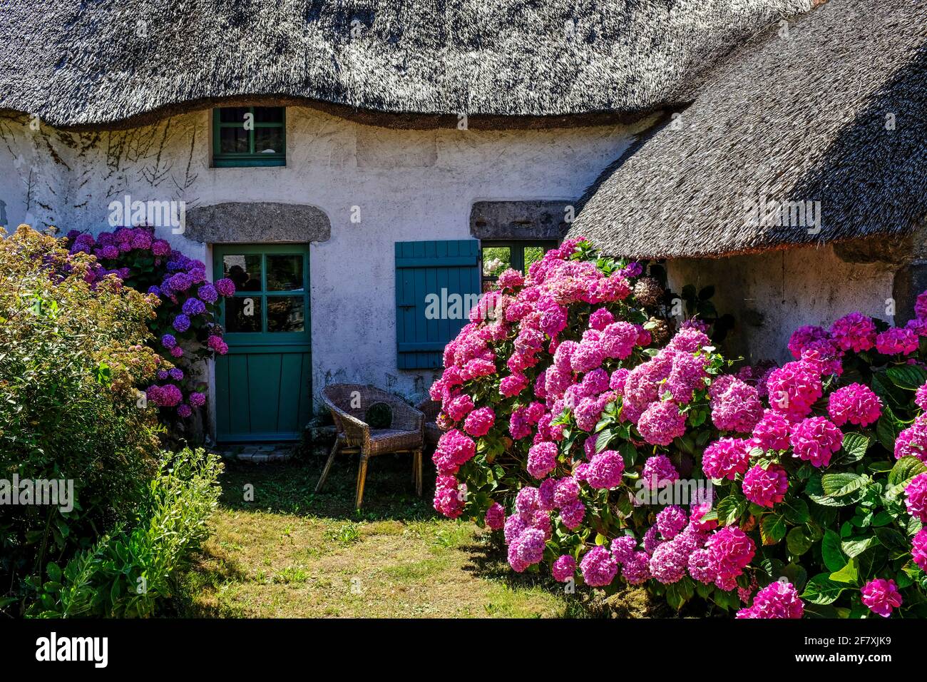 Hortensien hires stock photography and images Alamy