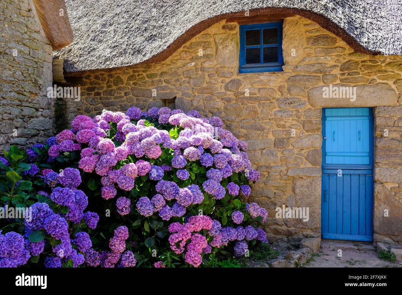 Hortensien hires stock photography and images Alamy