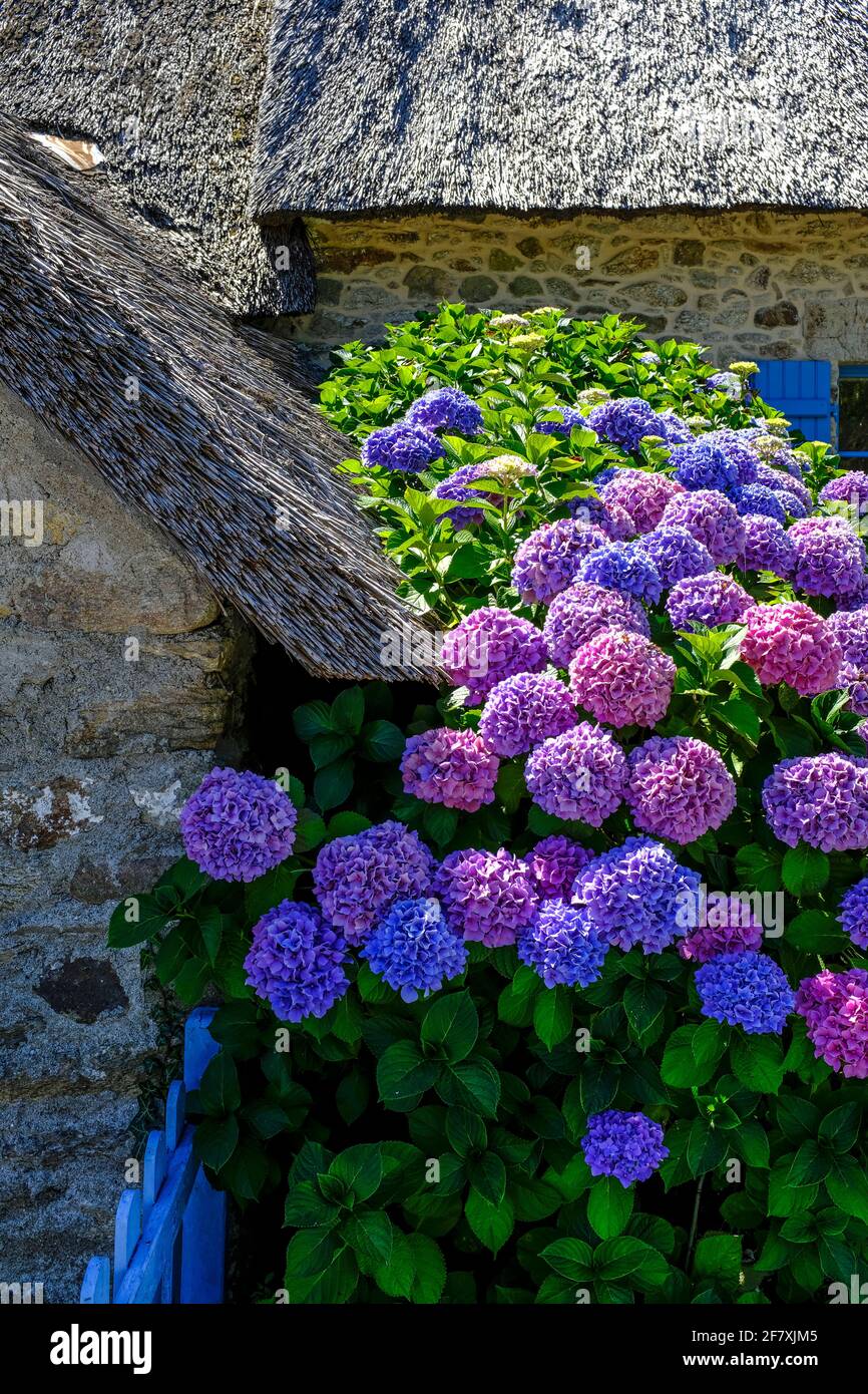 Hortensien hires stock photography and images Alamy