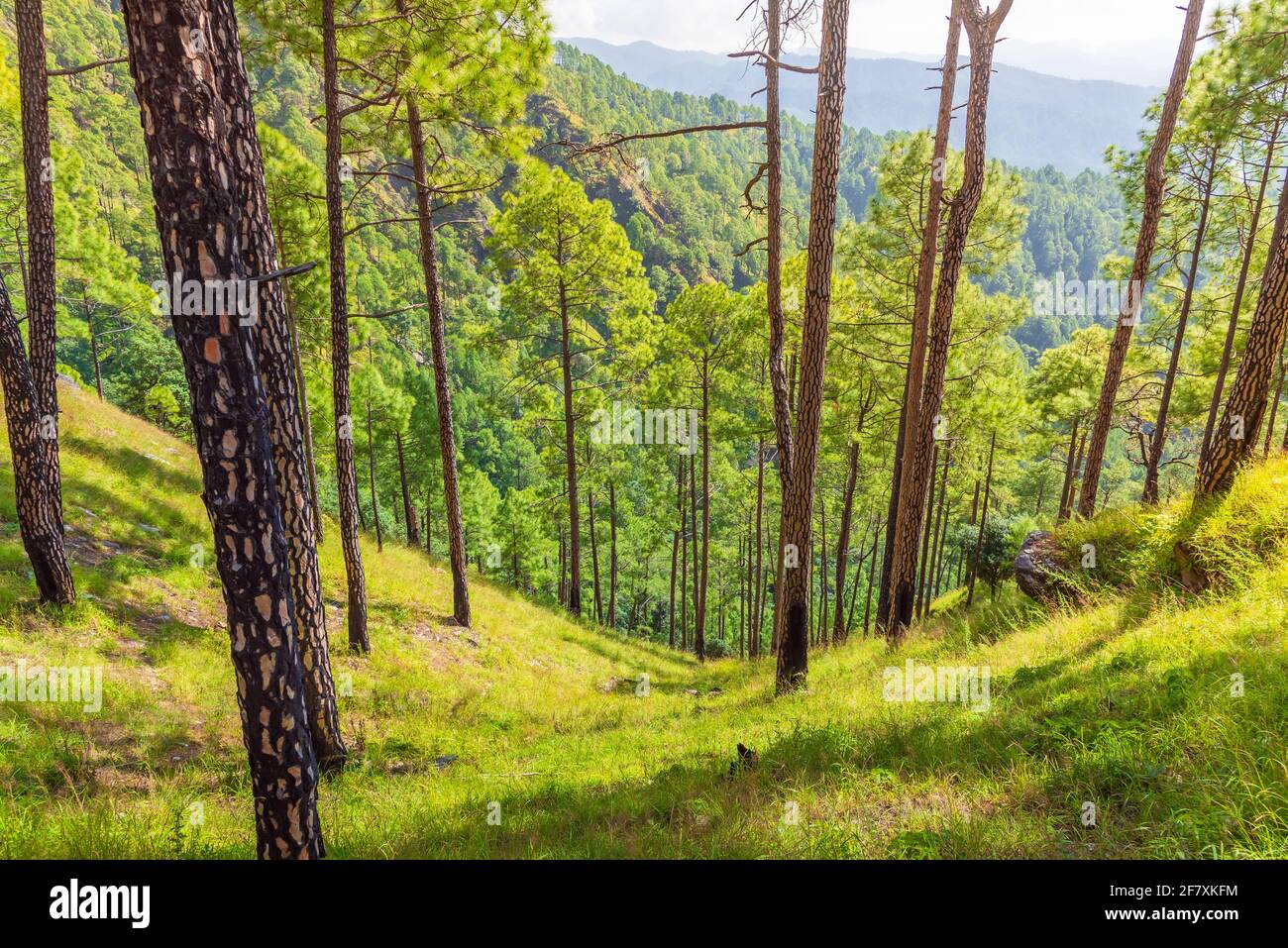 Pine tree forest  on mountain slopes of Himalayas mountains of Binsar wildlife sanctuary at Almora, Uttarakhand, India. Stock Photo