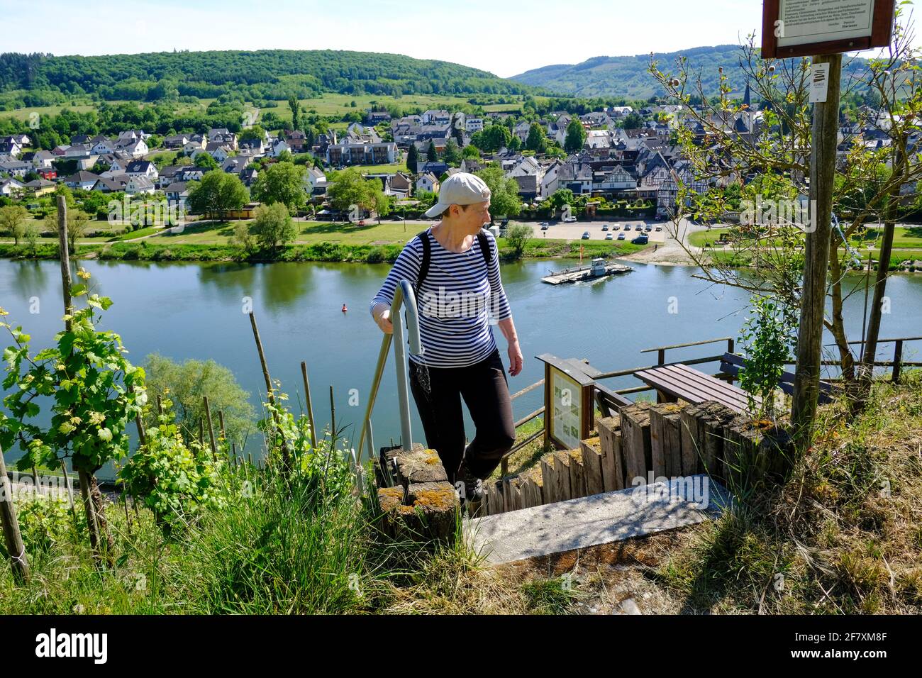 DEU, Deutschland, Rheinland-Pfalz, Pünderich, 18.05.2020: eine Wanderin beim Aufstieg über eine steile Treppe in den Weinbergen unterhalb der Marienbu Stock Photo