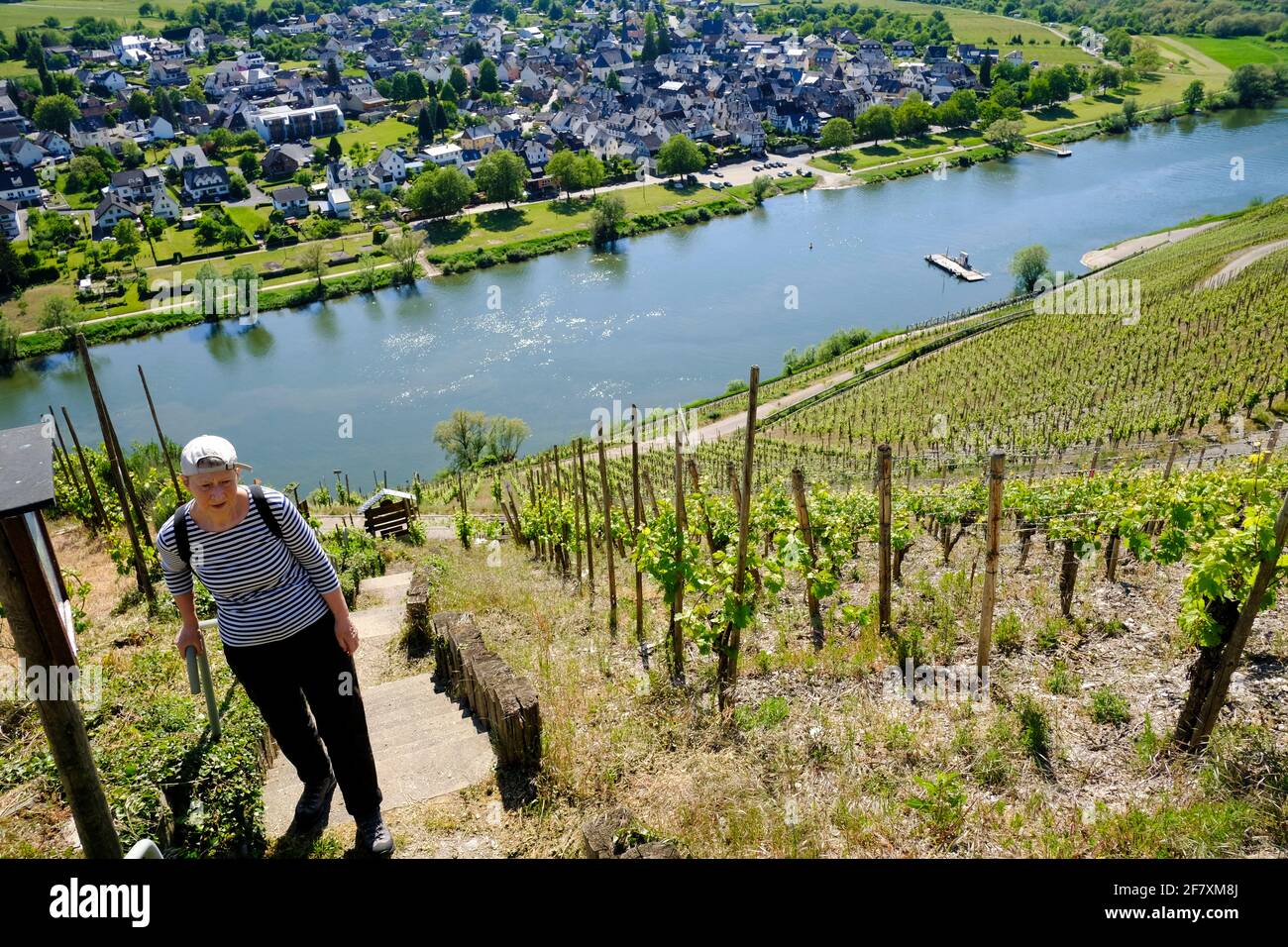 DEU, Deutschland, Rheinland-Pfalz, Pünderich, 18.05.2020: eine Wanderin beim Aufstieg über eine steile Treppe in den Weinbergen unterhalb der Marienbu Stock Photo