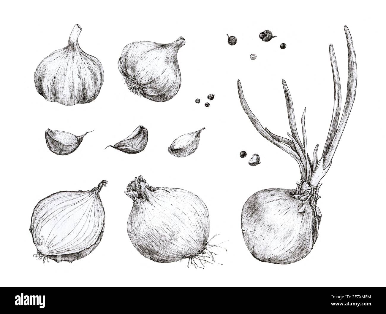 Onion Plant Line Drawing
