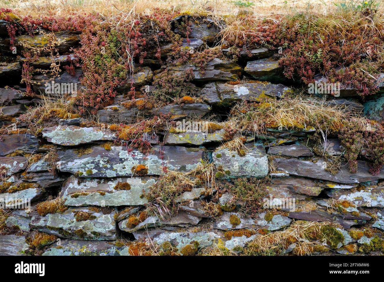 DEU, Deutschland, Rheinland-Pfalz, Zell, 23.05.2020: Trockensteinmauer mit typischem Bewuchs von Flechten, Moosen und Mauerpfeffer in einem Weinberg b Stock Photo