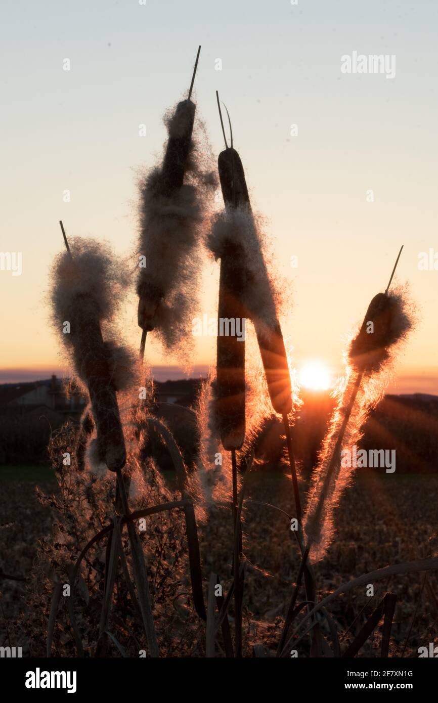 Bulrush seed heads at sunset with the sun in the background. Zamora. Spain. Stock Photo