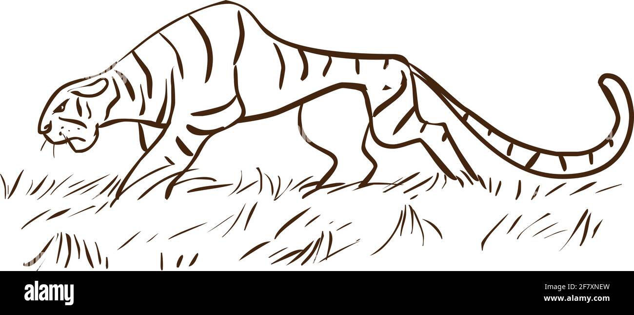 Tiger walking vector illustration isolated on white background Stock ...