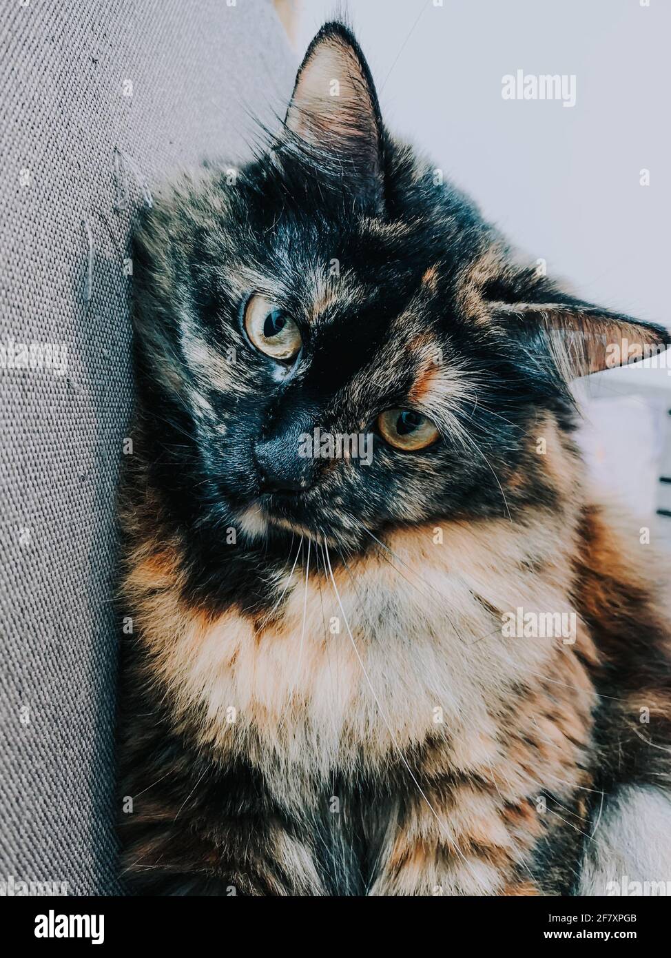 Cute fluffy domestic cat sitting on the couch Stock Photo - Alamy