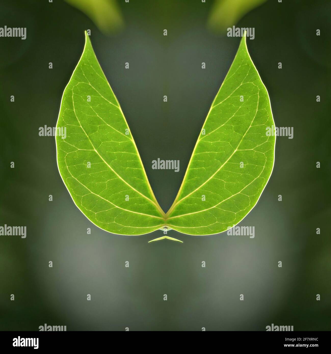 Green leaves with veins on an abstract composition Stock Photo - Alamy