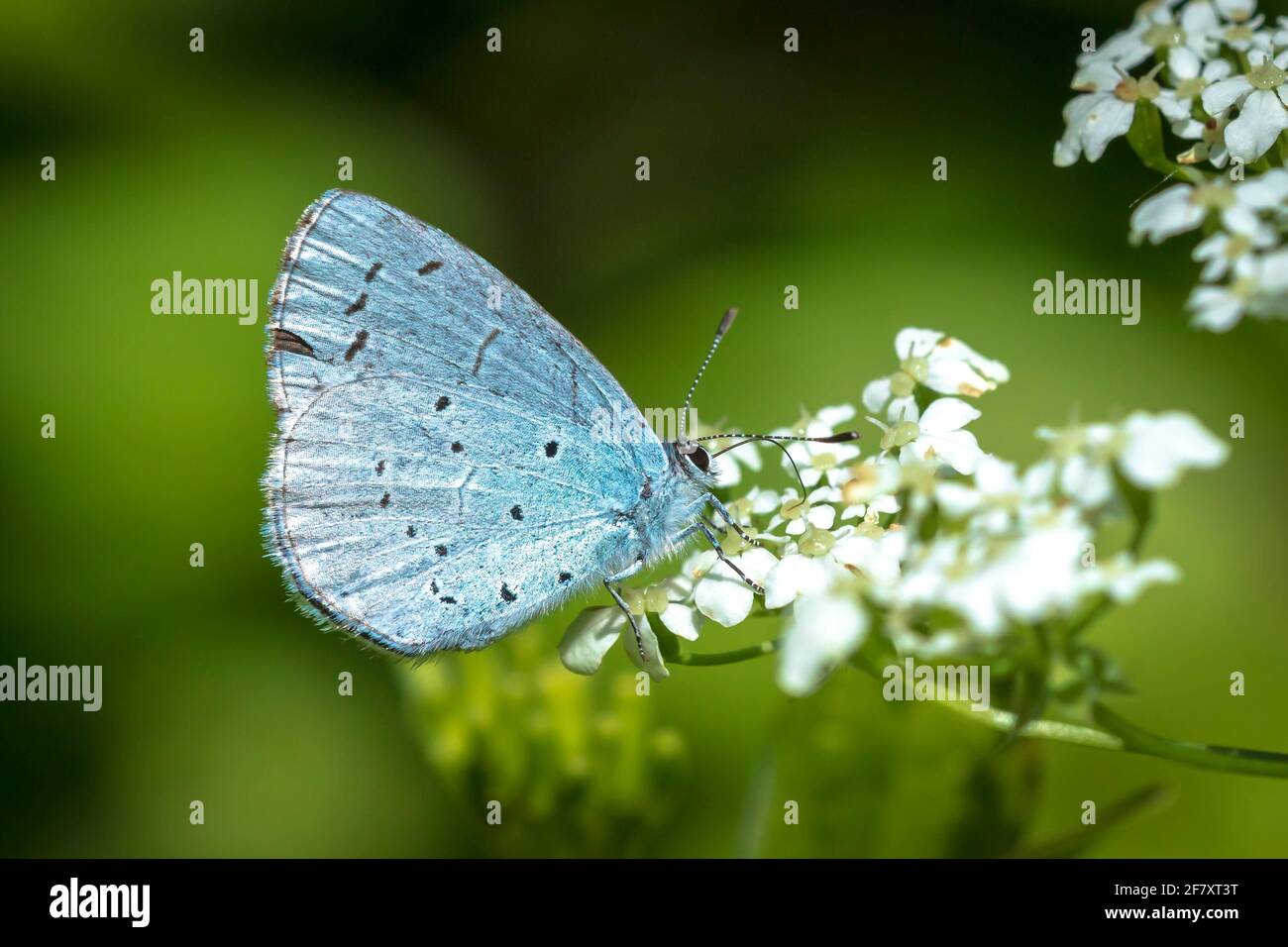 A holly blue butterfly Celastrina argiolus feeding. The holly blue has
