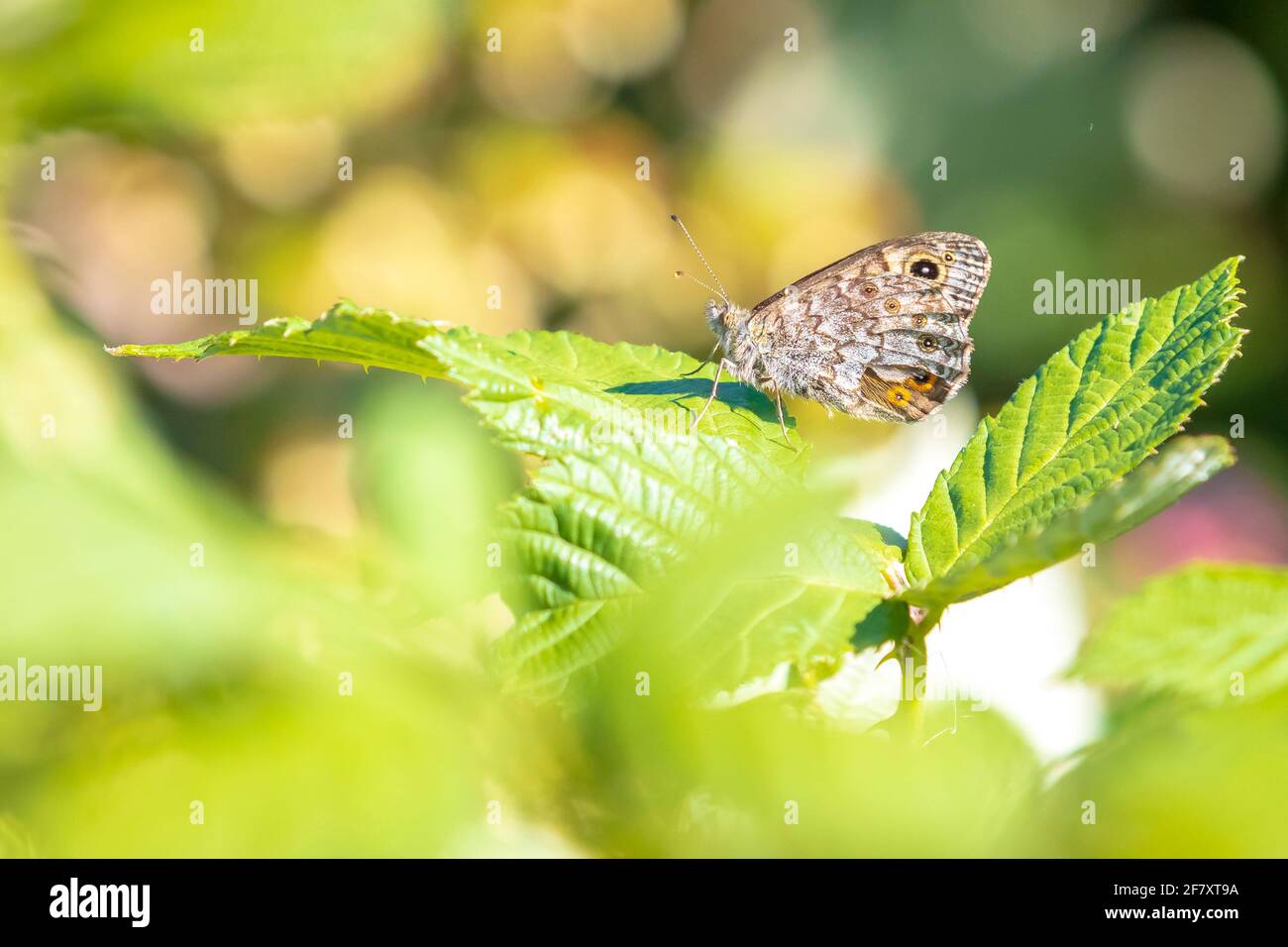 Wall Brown butterfly Lasiommata megera feeding on yellow flowers in a meadow. Stock Photo