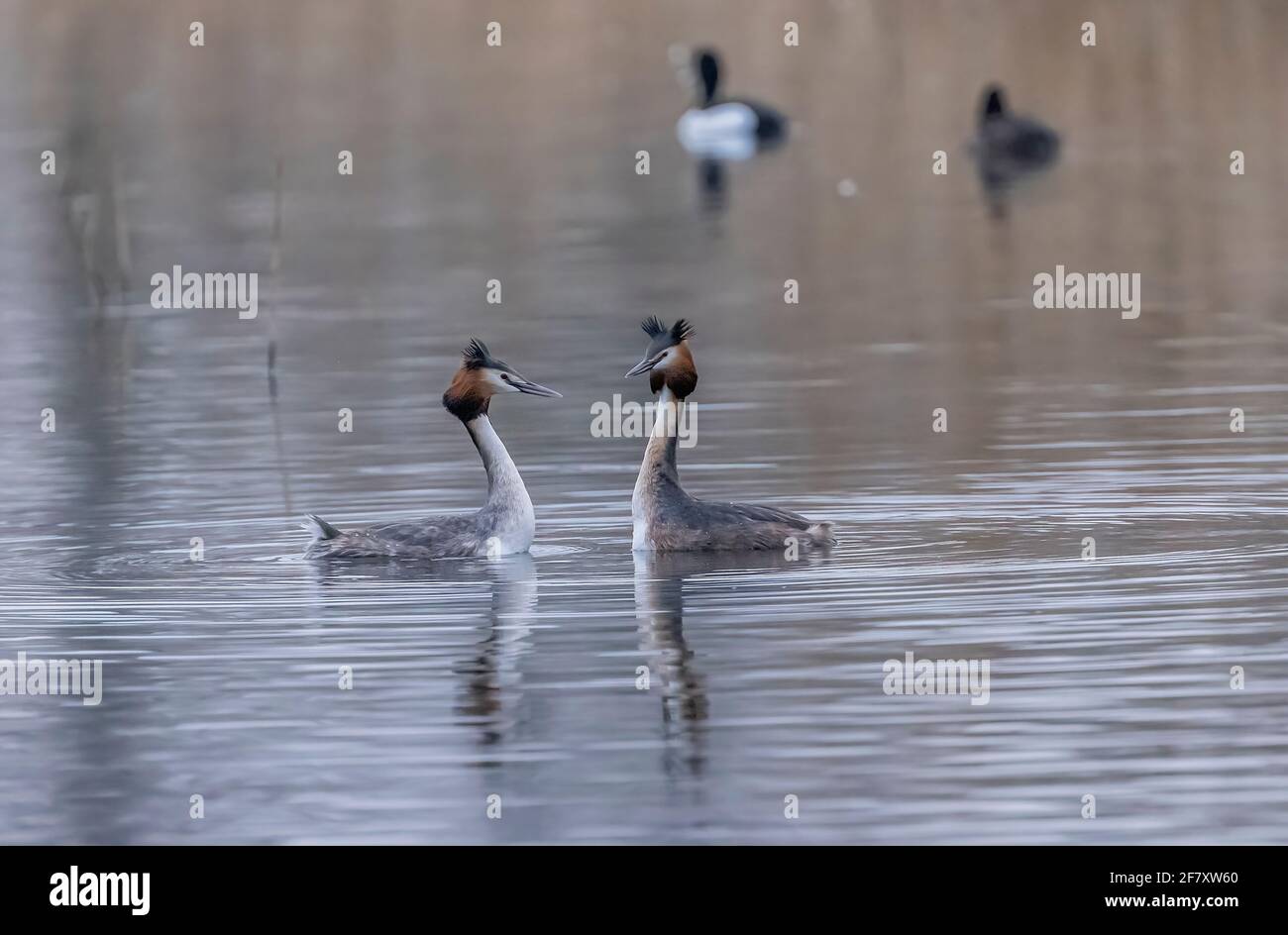Pair of Great crested grebes, Podiceps cristatus, performing courtship display in spring. Somerset Levels. Stock Photo