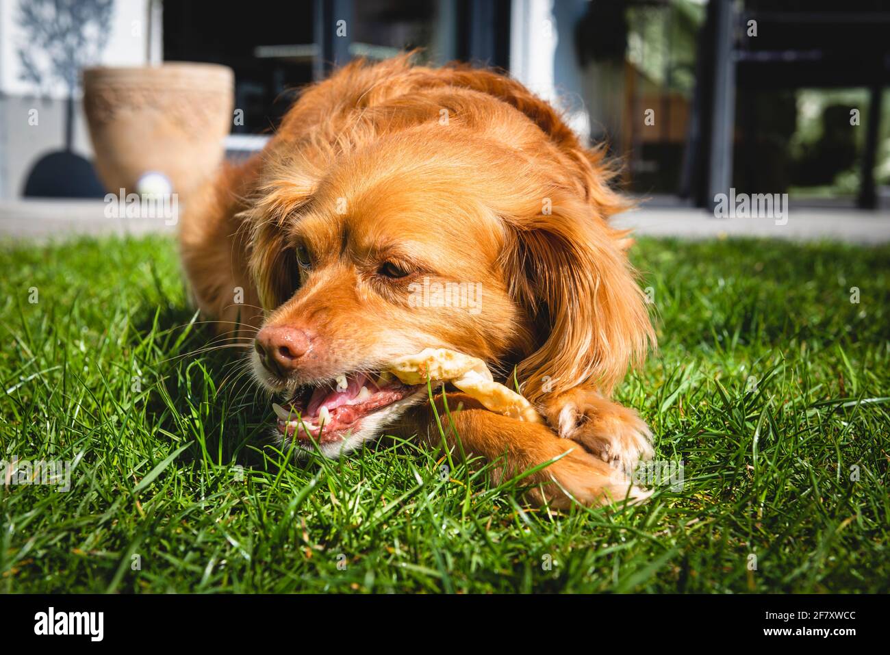 Brown spaniel mix dog lying down in the green grass in a garden chewing on a stick of food Stock Photo