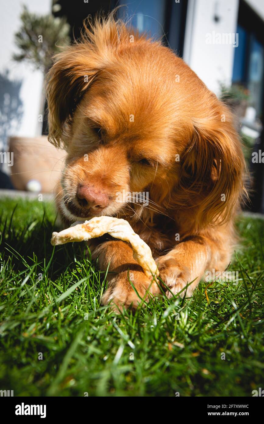Brown spaniel mix dog lying down in the green grass in a garden chewing on a stick of food Stock Photo