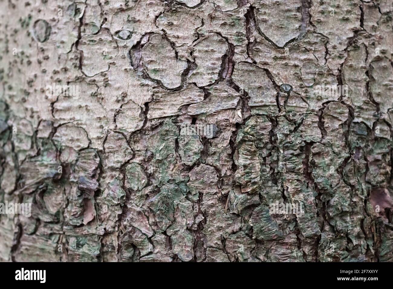 Close up view on very detailed tree bark texture in high resolution ...