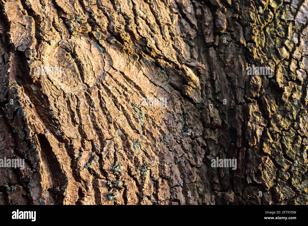 Close up view on very detailed tree bark texture in high resolution ...