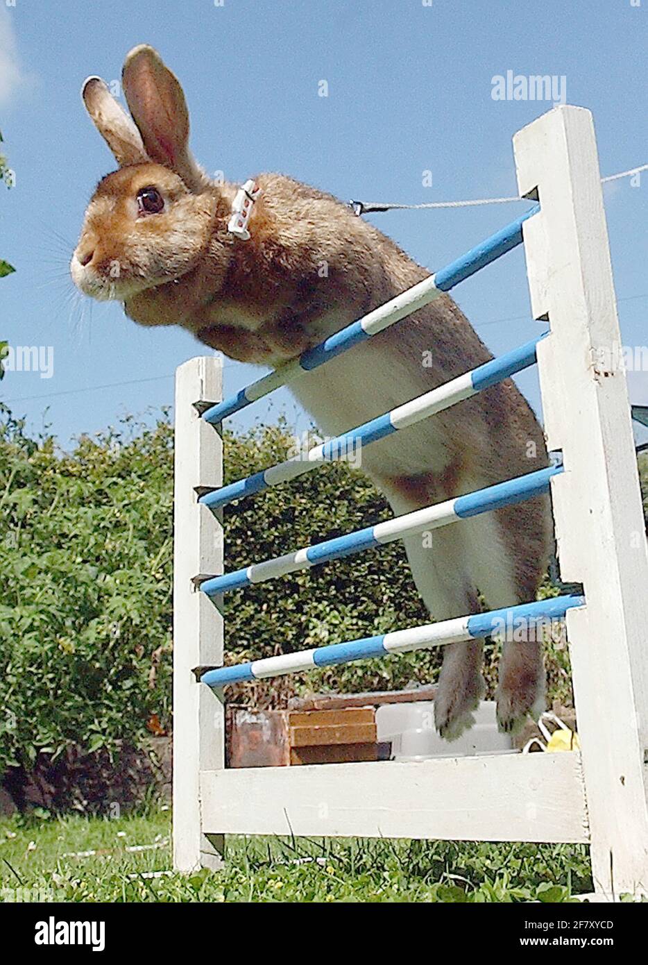 SHOW JUMPING RABBIT GOLDEN FLAME CLEARS FOUR BAR FENCE. PIC MIKE WALKER ...