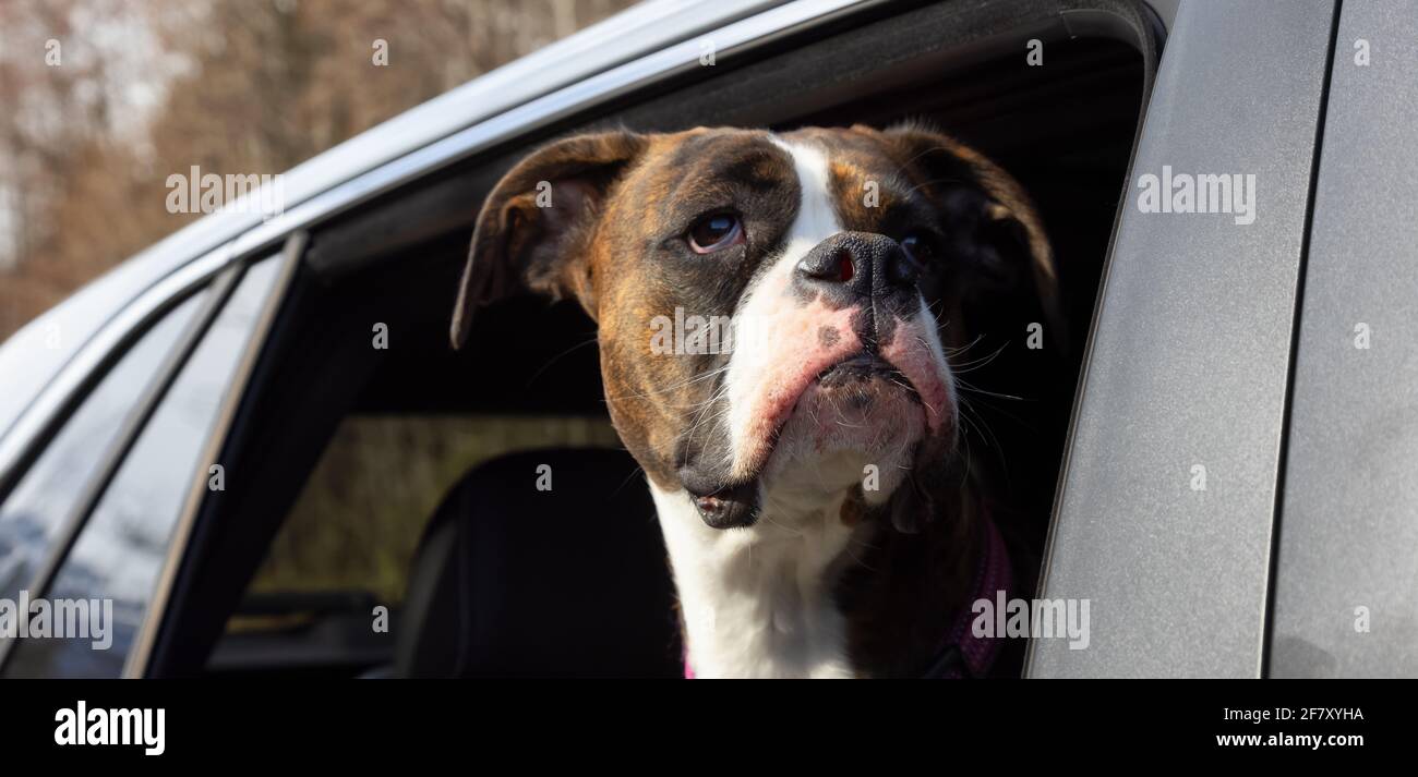 Adorable Female Boxer Dog with Face Out the Car Window Stock Photo Alamy