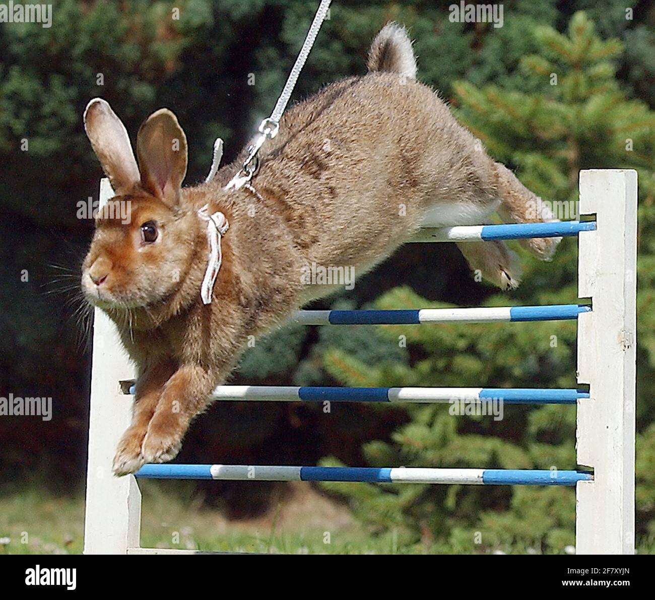 SHOW JUMPING RABBIT GOLDEN FLAME CLEARS FOUR BAR FENCE. PIC MIKE WALKER ...